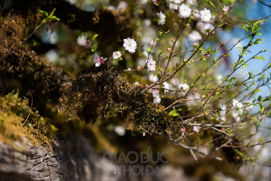 Hiện tại, giá cho thuê của chậu cây là 200 triệu đồng, còn bán đứt là gần 300 triệu đồng.