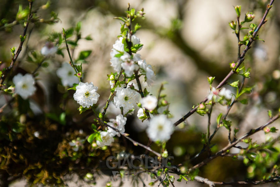 Nhất chi mai trồng trên thân gỗ giá gần 300 triệu đồng ở Hà Nội ảnh 9