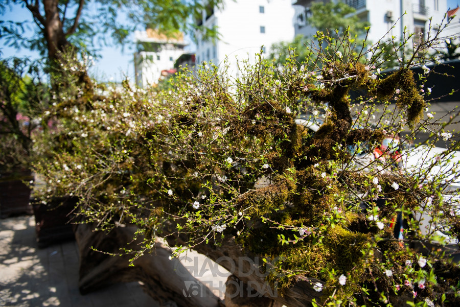 Thân gỗ lớn có hình dáng giống con thuyền độc mộc để chứa đất, phân hữu cơ và các chất dinh dưỡng cần thiết cho cây.