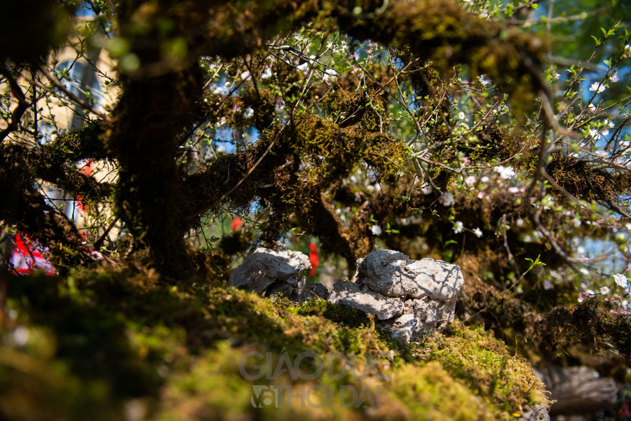 Nhất chi mai trồng trên thân gỗ giá gần 300 triệu đồng ở Hà Nội ảnh 3