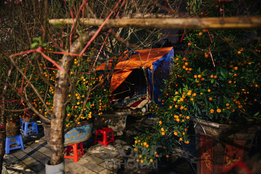 Anh Lý cho biết thêm, những ngày gần Tết thời tiết thường bất thường, nếu trời mưa thì nhìn quất sẽ đẹp hơn, nhưng phải ở đây trông hàng nên người sẽ vất vả hơn. &quot; Ban ngày bê cây mệt tối nhiều khi mệt quả cả 2 anh em đều ngủ cả&quot;, anh ở đây đã được khoảng 10 năm nhưng chưa bị mất cây bao giờ, nhưng nếu mệt quá cả 2 người đều ngủ thì dễ sẽ bị mất điện thoại.