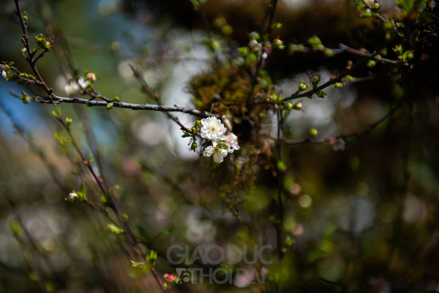 Nhất chi mai trồng trên thân gỗ giá gần 300 triệu đồng ở Hà Nội ảnh 13