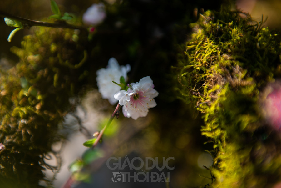 Nhất chi mai trồng trên thân gỗ giá gần 300 triệu đồng ở Hà Nội ảnh 4