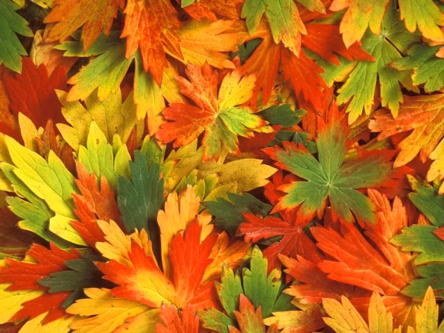 Chùm ảnh: Sắc lá phong mùa thu ảnh 13