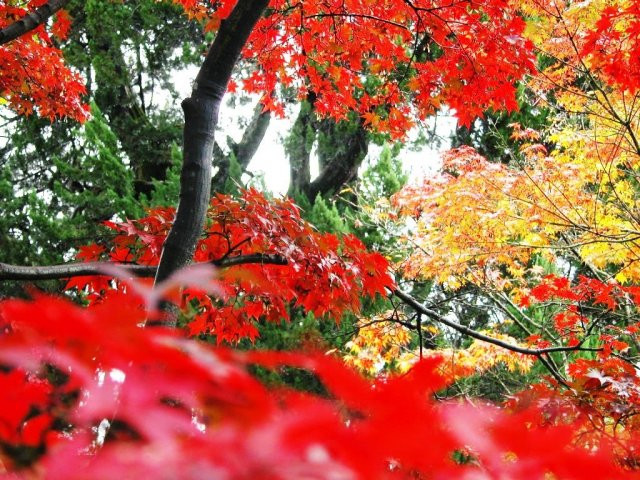 Chùm ảnh: Sắc lá phong mùa thu ảnh 5