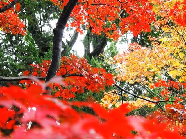 Chùm ảnh: Sắc lá phong mùa thu ảnh 5