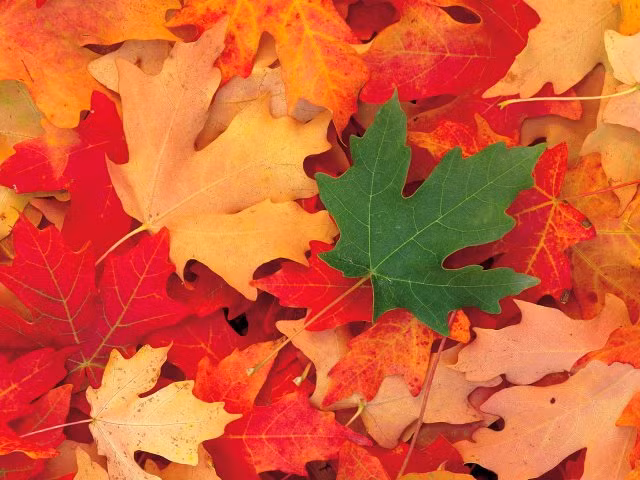 Chùm ảnh: Sắc lá phong mùa thu ảnh 15