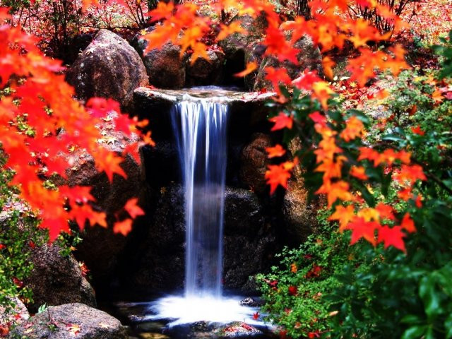 Chùm ảnh: Sắc lá phong mùa thu ảnh 4