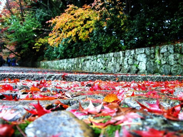 Chùm ảnh: Sắc lá phong mùa thu ảnh 8