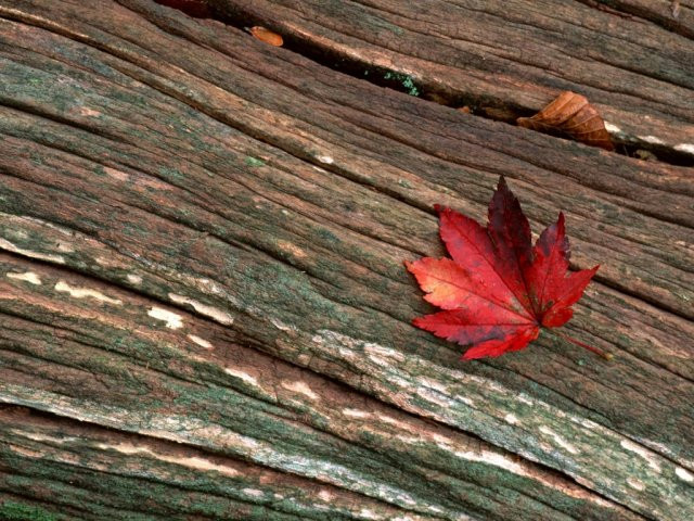 Chùm ảnh: Sắc lá phong mùa thu ảnh 11