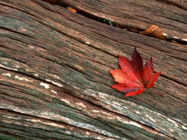 Chùm ảnh: Sắc lá phong mùa thu ảnh 11