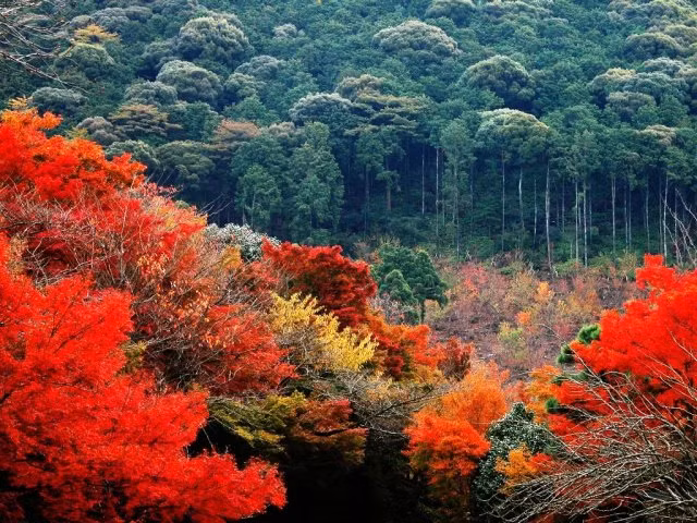 Chùm ảnh: Sắc lá phong mùa thu ảnh 1