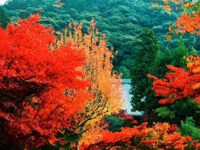 Chùm ảnh: Sắc lá phong mùa thu