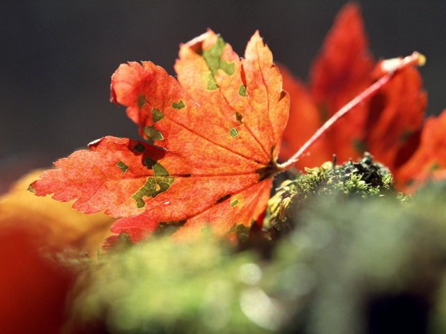 Chùm ảnh: Sắc lá phong mùa thu ảnh 10