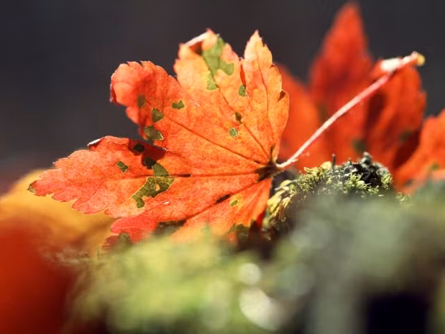 Chùm ảnh: Sắc lá phong mùa thu ảnh 10