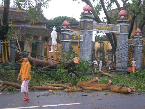 Cây cối ngã đổ trong bão số 9, nhưng vẫn chưa khắc phục xong
