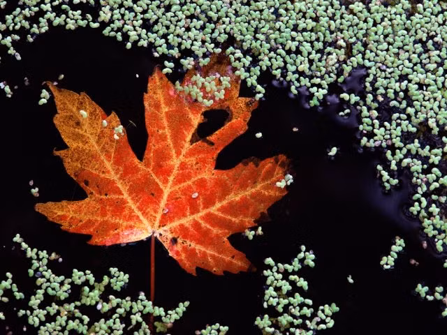 Chùm ảnh: Sắc lá phong mùa thu ảnh 12