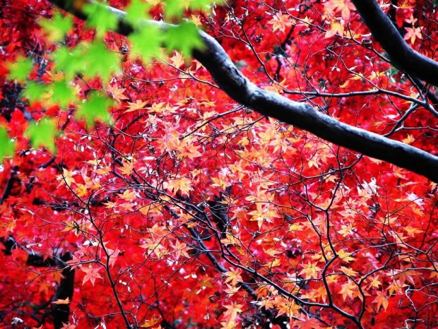 Chùm ảnh: Sắc lá phong mùa thu ảnh 7