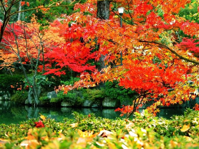 Chùm ảnh: Sắc lá phong mùa thu ảnh 6