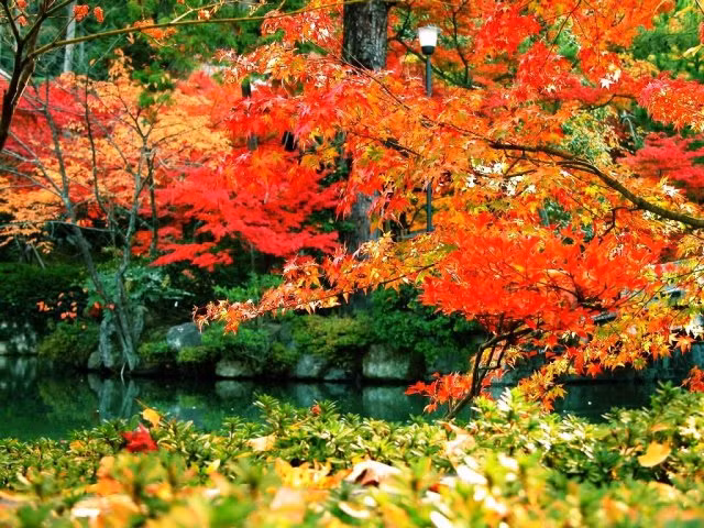 Chùm ảnh: Sắc lá phong mùa thu ảnh 6