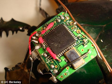 Những con côn trùng nửa động vật, nửa máy có thể tới những nơi khó tiếp cận Những con côn trùng nửa động vật, nửa máy có thể tới những nơi khó tiếp cận