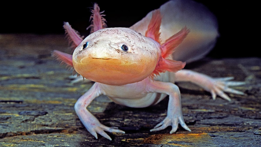 Kỳ nhông Mexico. Ảnh: Livescience