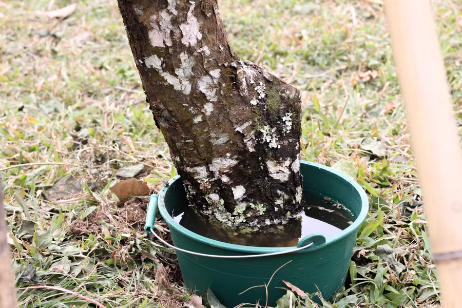 Theo chủ nhân lô hàng cho biết, đào được chuyển về đều có tuổi thọ từ 10 năm trở lên. Lớp vỏ xù xì, rêu phong là một điểm đặc trưng được nhiều người chơi đào chú ý.