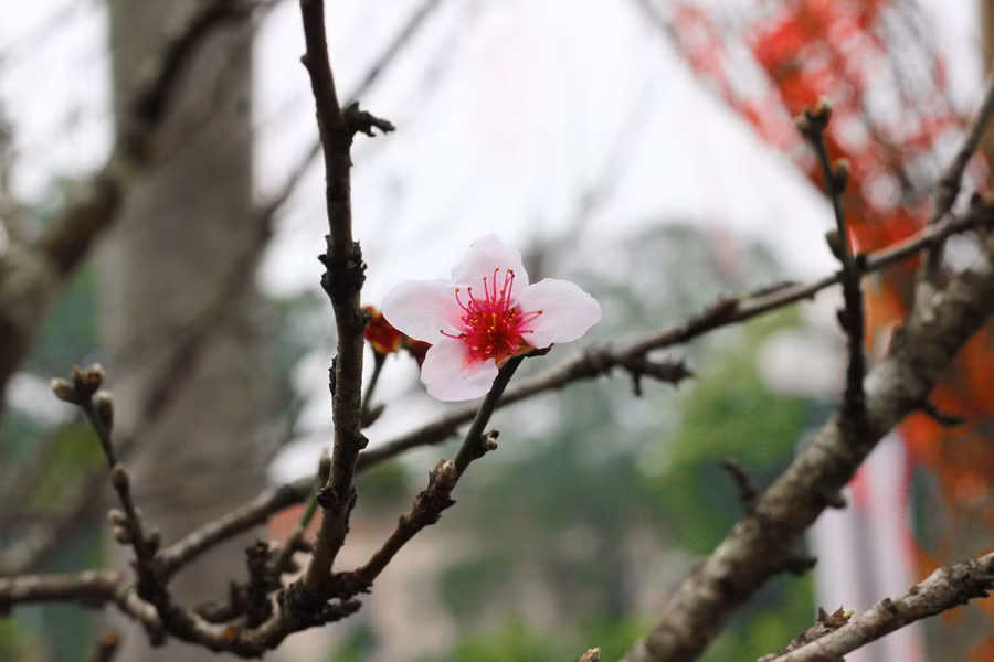 Cận cảnh lô đào dán tem đầu tiên từ Sơn La xuống Hà Nội phục vụ Tết Nguyên đán ảnh 14
