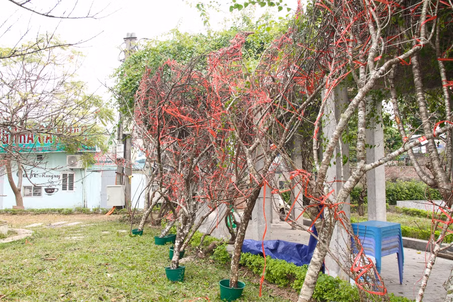 Lô đào với số lượng khoảng 50 cành được chủ nhân là anh Nguyễn Văn Hùng mua của một hộ dân trồng đào tại xã Lóng Luông (huyện Vân Hồ, Sơn La).