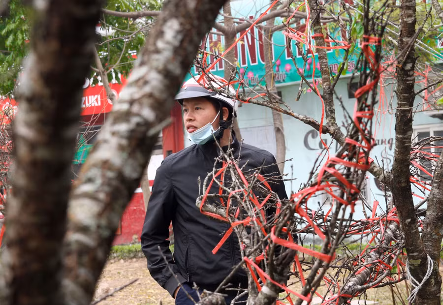 Lô đào có dán tem thu hút sự chú ý của nhiều người dân di chuyển qua khu vực đường Lạc Long Quân