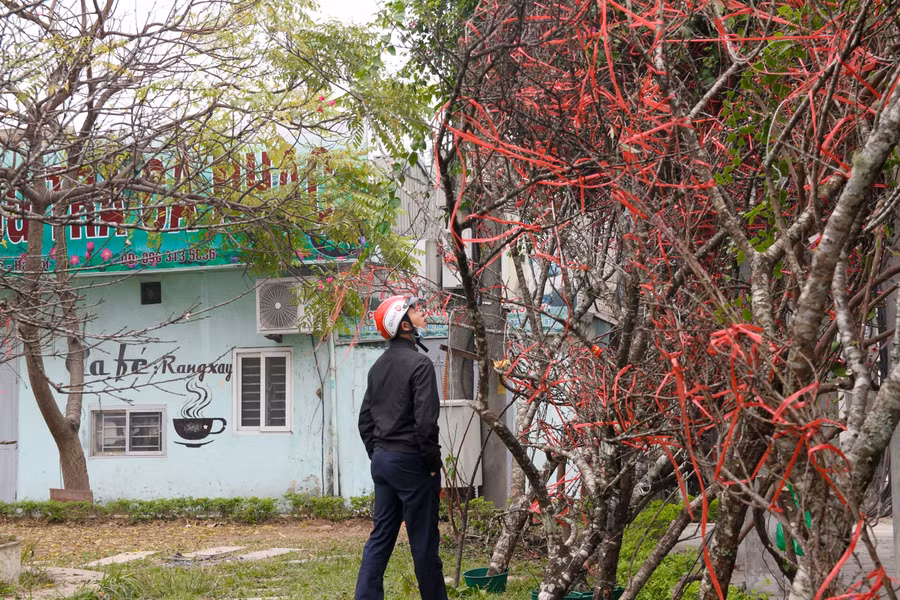 Cận cảnh lô đào dán tem đầu tiên từ Sơn La xuống Hà Nội phục vụ Tết Nguyên đán ảnh 16