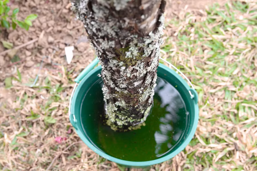 Cận cảnh lô đào dán tem đầu tiên từ Sơn La xuống Hà Nội phục vụ Tết Nguyên đán ảnh 18