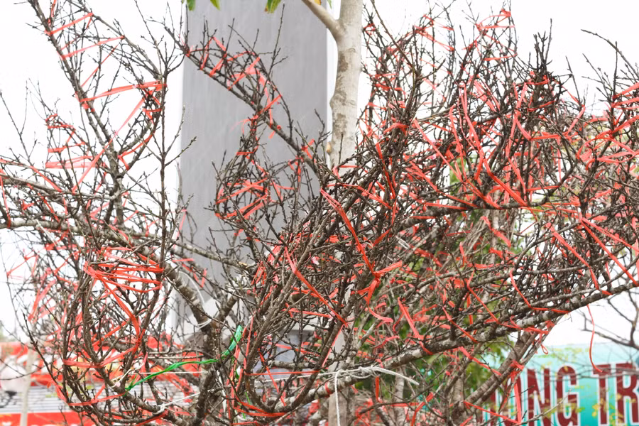 Cận cảnh lô đào dán tem đầu tiên từ Sơn La xuống Hà Nội phục vụ Tết Nguyên đán ảnh 4