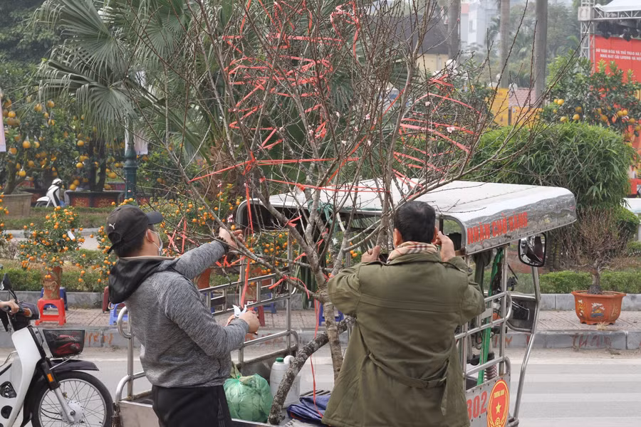 Nhận định về đào năm nay, anh Hùng cho hay, hoa sẽ nở đẹp hơn so với mọi năm cũng như thời gian chơi sẽ được lâu hơn. Với những người đến mua đào sẽ đều được anh Hùng tư vấn, hướng dẫn cách chăm sóc, cách chơi để đào đẹp và lâu tàn nhất.