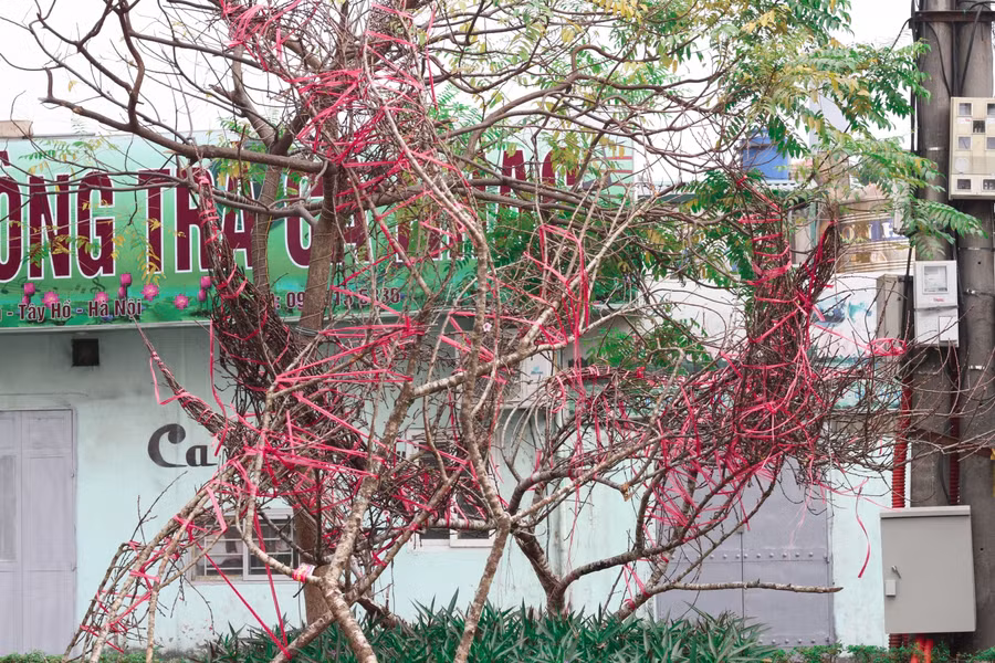 Cận cảnh lô đào dán tem đầu tiên từ Sơn La xuống Hà Nội phục vụ Tết Nguyên đán ảnh 2