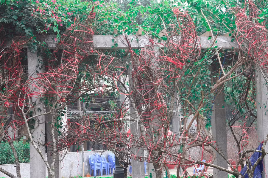 Theo anh Hùng, tất cả số đào trên đều là đào của người dân trồng. Trước khi vận chuyển về xuôi, anh Hùng cùng hộ trồng thống nhất về số lượng mua sau đó người dân sẽ nhận tem dán của chính quyền và dán trực tiếp lên đào trước khi đưa về xuôi.