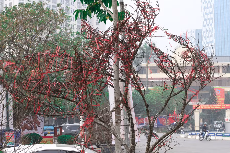 Với mỗi cành đào, người bán sẽ được cấp một tem tiêu chuẩn do UBND huyện Vân Hồ thiết kế, được Sở Khoa học - Công nghệ và Sở NN-PT&amp;NT tỉnh Sơn La tư vấn, sau đó xin ý kiến của UBND tỉnh chấp thuận.