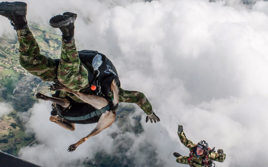 An elite air force unit has taken crime fighting to new heights - by throwing themselves out of a plane with a dog strapped to them. Jany, a Belgian Shepherd, jumps out of the aircraft attached to one of the officers, more than 1,000 ft in the air. The explosive detector dog makes dozens of jumps with the force, specially set up to counter crime and terrorism. They are located at the Madrid Air Base, outside the capital, Bogota, and the group has an estimated strength of 90 men