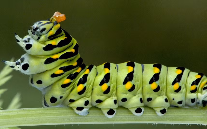 A swallowtail butterfly caterpillar sits on a carrot plant in Whitmore Lake, Michigan, USA
