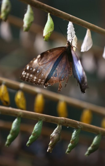 A blue morpho butterfly from South America rests on some chrysalis as the hot weather has led to population explosion of butterflies at Butterfly World near Edinburgh