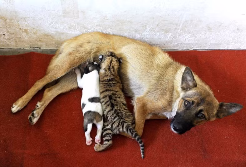 A female dog feeds a 10-day-old tiger cub and her puppy at a zoo in Hefei, Anhui province, China. The tigress, who is a first time mother, was deemed incapable of feeding her young because of insufficient milk.