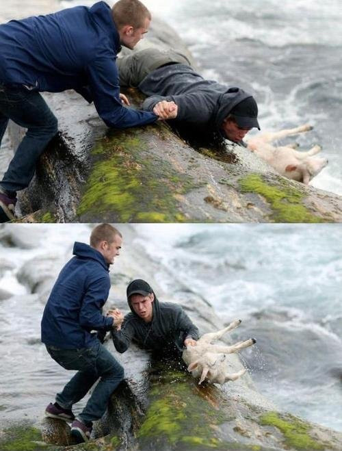 2 cậu thanh niên Nauy đang cố gắng cứu một chú cừu bị rơi xuống biển 2 cậu thanh niên Nauy đang cố gắng cứu một chú cừu bị rơi xuống biển