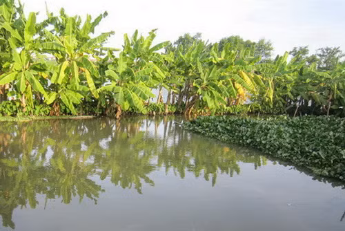 Bé trai 18 tháng tuổi chết đuối dưới ao cá