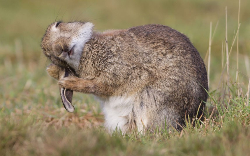 A rabbit is photographed grooming his floppy ears at Minsmere RSPB reserve in Suffolk, Britain