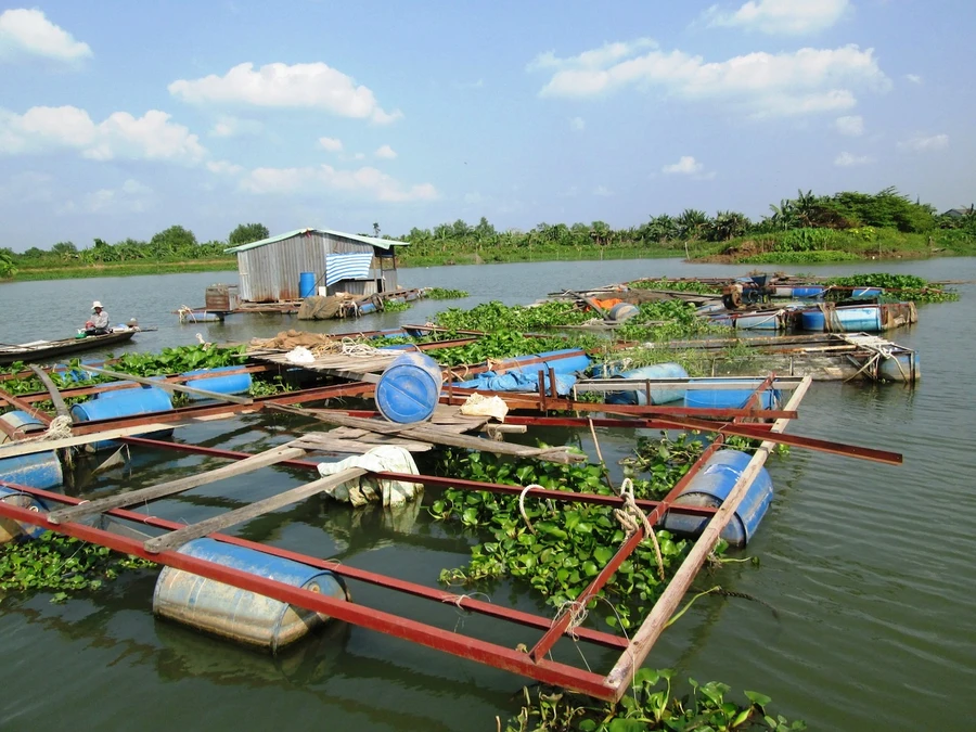 Những cù lao đang chết từ từ