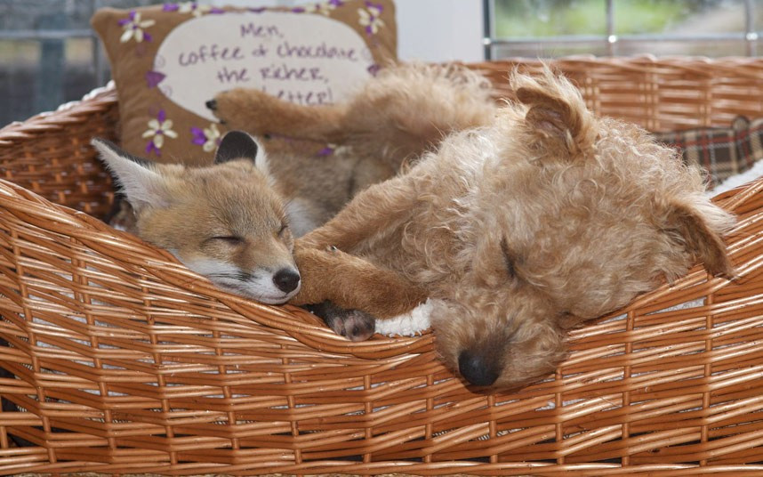 It could be a scene from the Disney classic The Fox and the Hound. But these furry characters have become real-life friends after Rosie the fox cub was left abandoned. The 15-week-old fox has now bonded with Maddy at the home of Richard Bowler in the Berwyn mountains near Corwen in North Wales