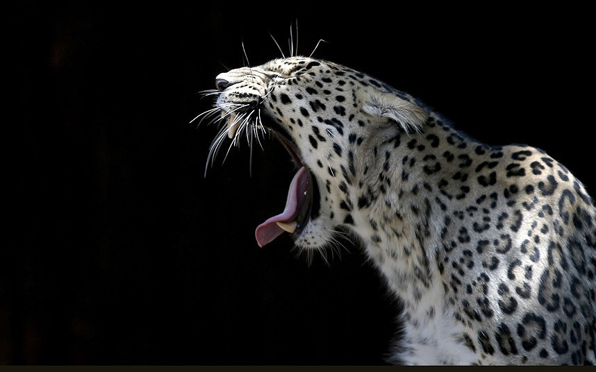 Trong vườn thú Madrid (Tây Ban Nha) chú báo này dường như rất buồn ngủ A sleepy snow leopard lets out a big yawn in Madrid Zoo.