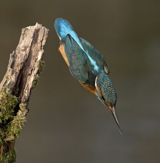 Nhiếp ảnh gia Tony Flashman ghi hình ảnh chú bói cá đang lao xuống vồ mồi tại Kent (Anh) Photographer Tony Flashman took this photo of a kingfisher swooping down from its waterside perch to snare a spot of lunch. It then sped back to the branch to gobble down the tasty fish. Mr Flashman, from Deal, in Kent, said:
