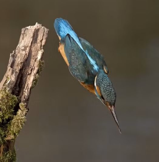 Photographer Tony Flashman took this photo of a kingfisher swooping down from its waterside perch to snare a spot of lunch. It then sped back to the branch to gobble down the tasty fish. Mr Flashman, from Deal, in Kent, said: 