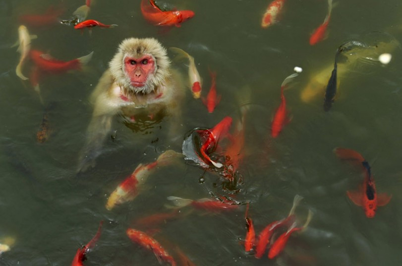 A monkey plays in a pond surrounded by carp at a wildlife park in Hefei, Anhui province in China